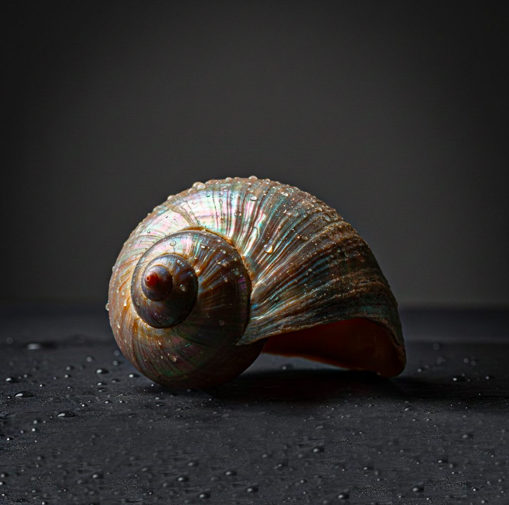 Coquillage nacré sur un sol noir