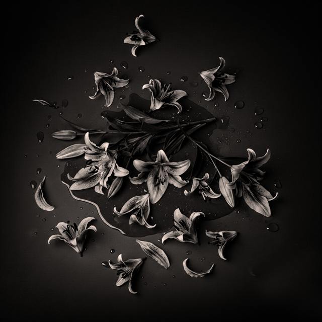 Série Still life — Landscape — image 7 sur 28